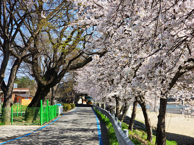구례구역부터 동해마을 섬진강 벚꽃길