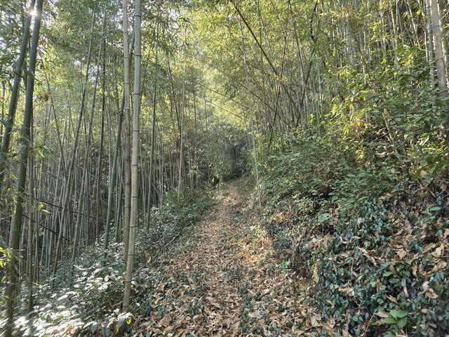 구례읍 봉성산 등산로