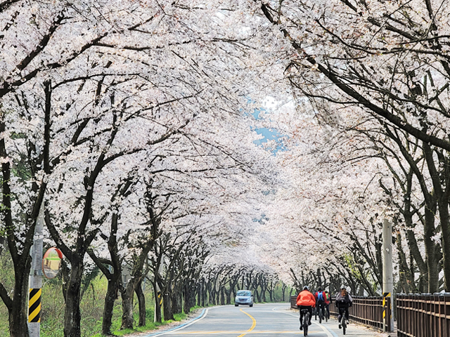 하얀 섬진강 벚꽃 예상 개화 시기