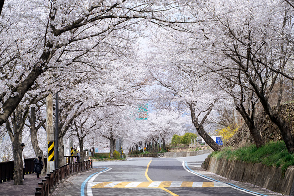 Sumjin River Cherry Blossom Road 