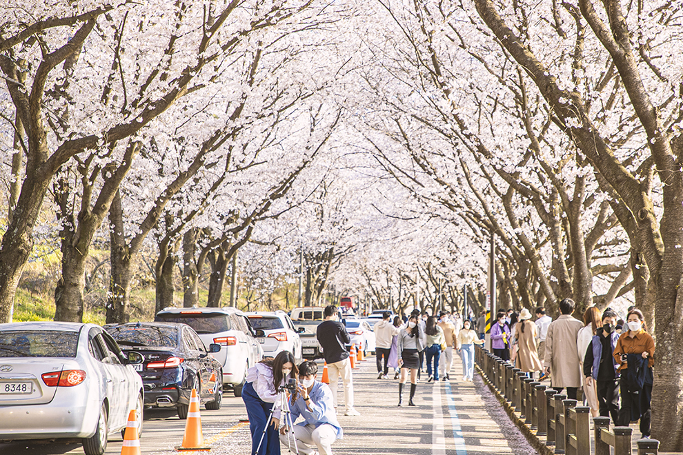 蟾津江桜祭り