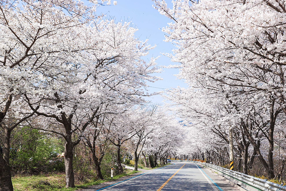 蟾津江桜祭り