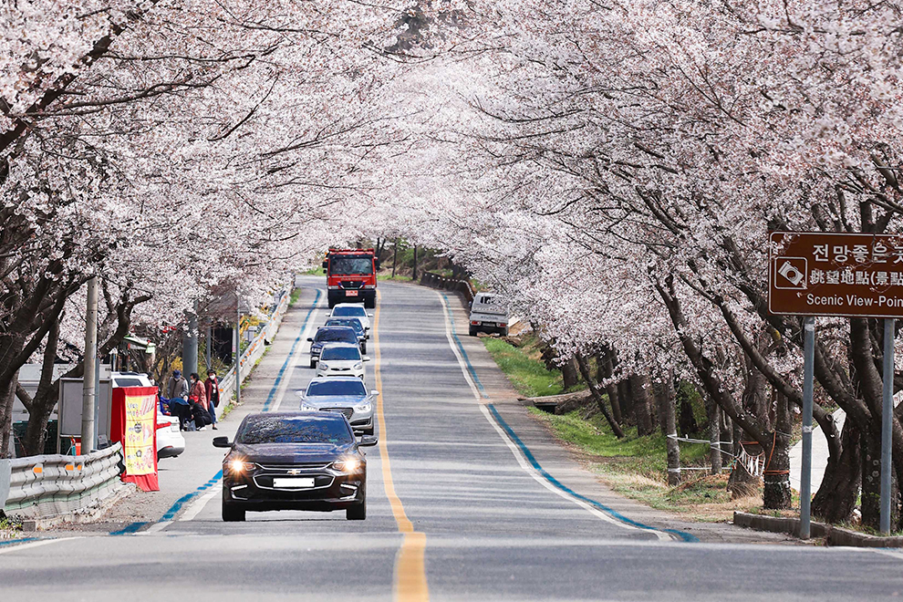 蟾津江桜祭り