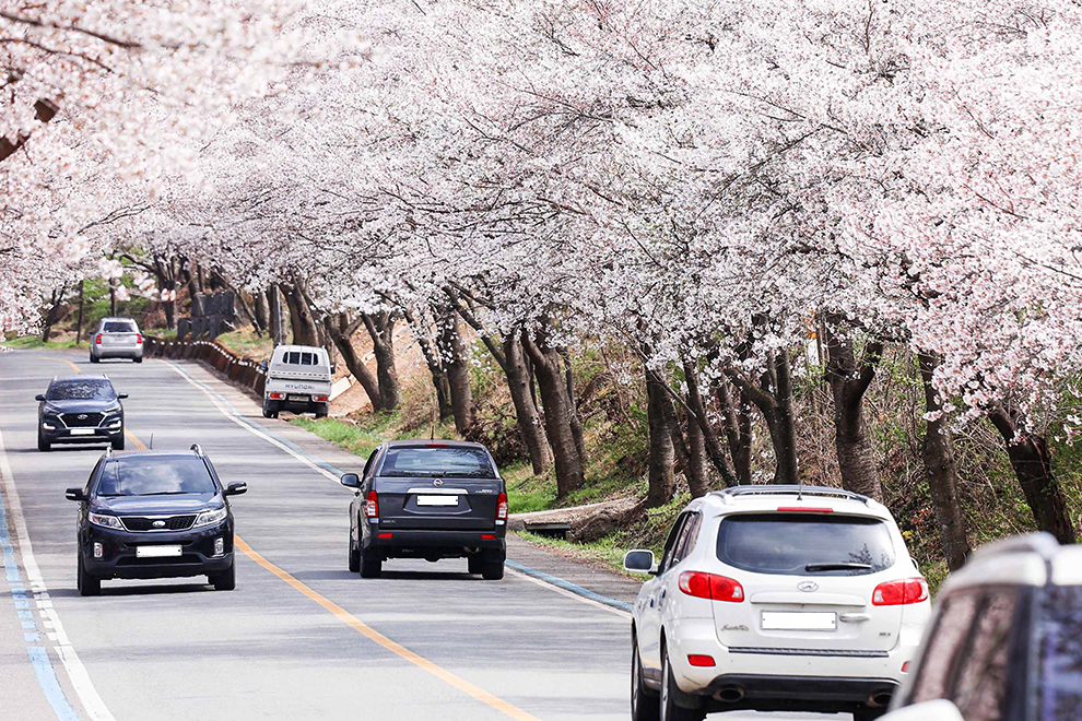 蟾津江桜祭り